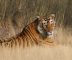 Maneater tiger who killed 4 humans sentenced life in zoo