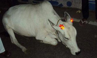 Neon stickers on cattle horns