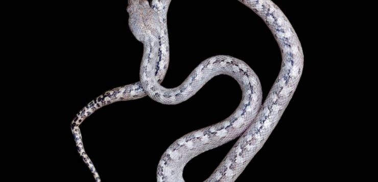 cat-eyed Ghost snake